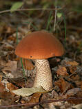 0200t837-61cd-119x159.jpg