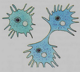 0200t9xx-542c-256x231.png