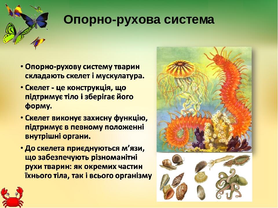 Опорно-рухова система