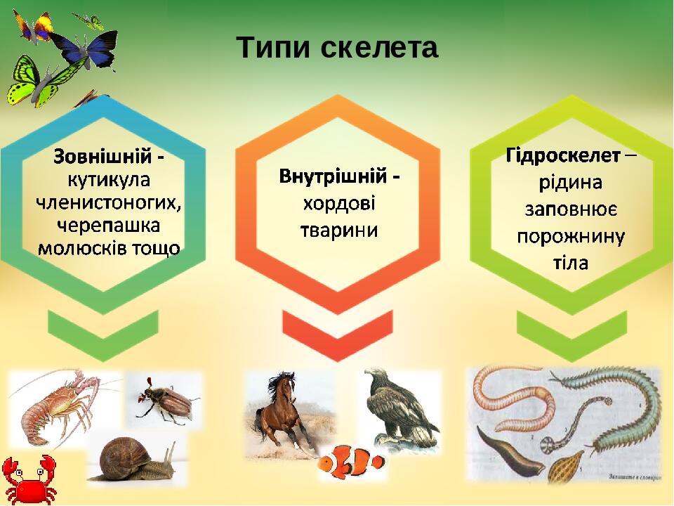 Типи скелета
