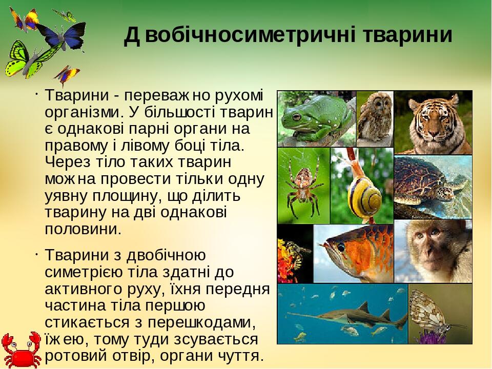 Двобічносиметричні тварини Тварини - переважно рухомі організми. У більшості тварин є однакові парні органи на правому і лівому боці тіла. Через ті...
