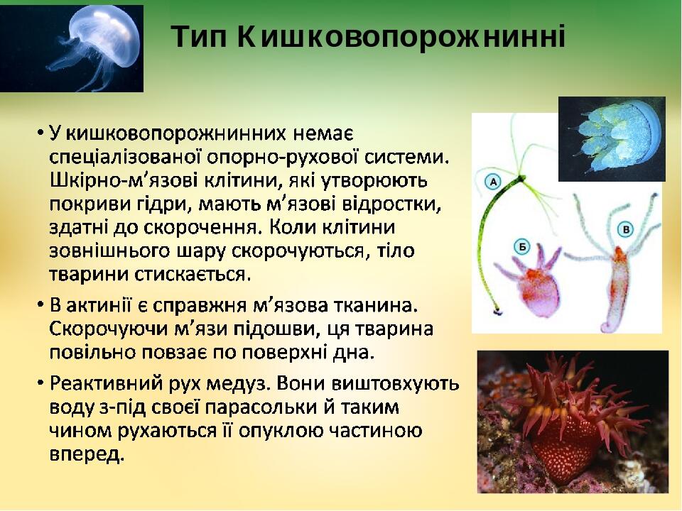 Тип Кишковопорожнинні