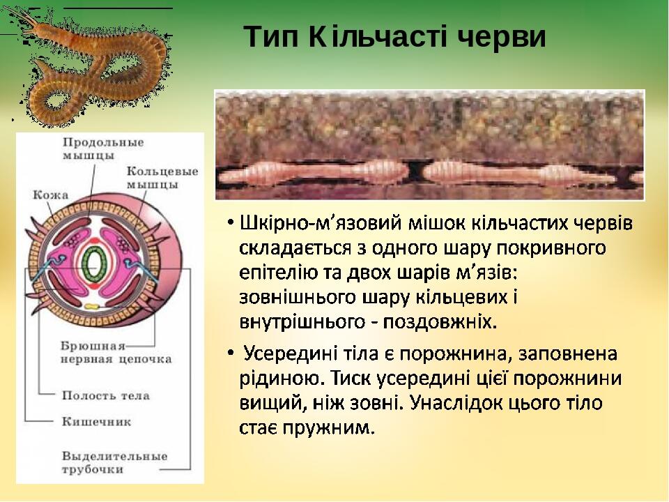 Тип Кільчасті черви