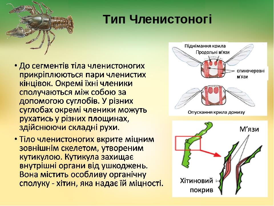 Тип Членистоногі