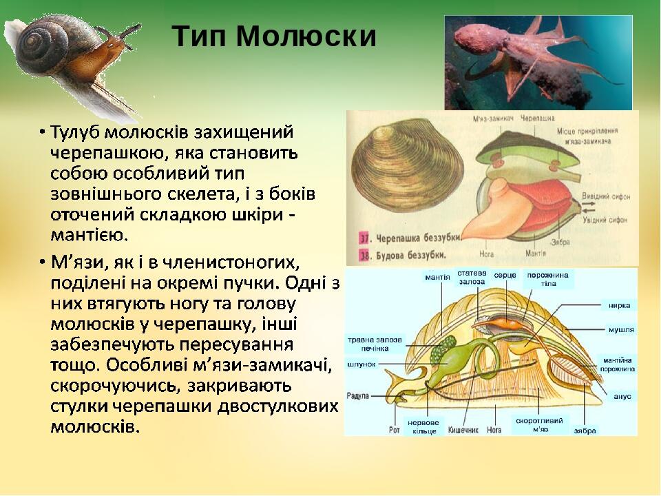 Тип Молюски Тулуб молюсків захищений черепашкою, яка становить собою особливий тип зовнішнього скелета, і з боків оточений складкою шкіри - мантією...