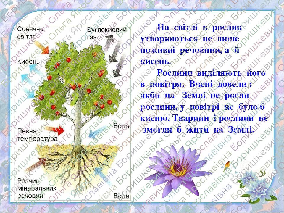 На світлі в рослин утворюються не лише поживні речовини, а й кисень. Рослини виділяють його в повітря. Вчені довели : якби на Землі не росли рослин...