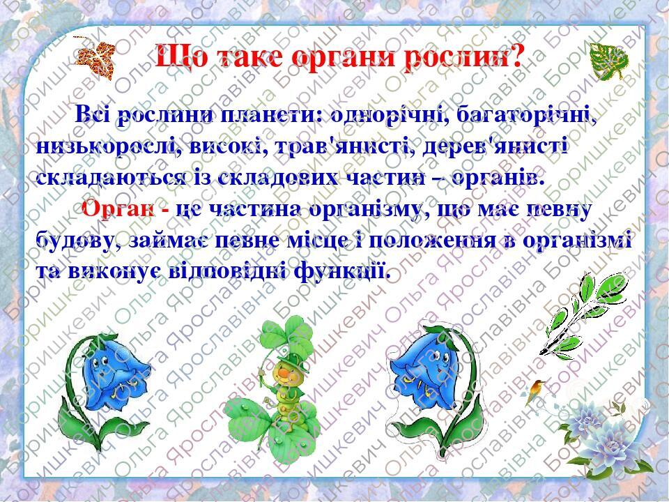 Що таке органи рослин? Всі рослини планети: однорічні, багаторічні, низькорослі, високі, трав'янисті, дерев'янисті складаються із складових частин ...