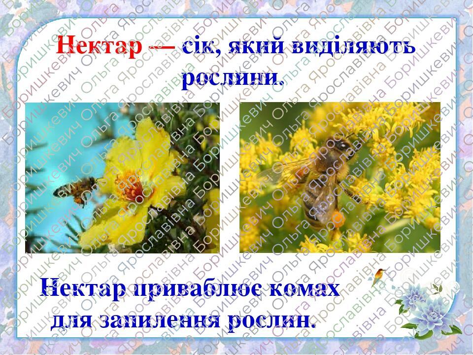 Нектар — сік, який виділяють рослини. Нектар приваблює комах для запилення рослин.