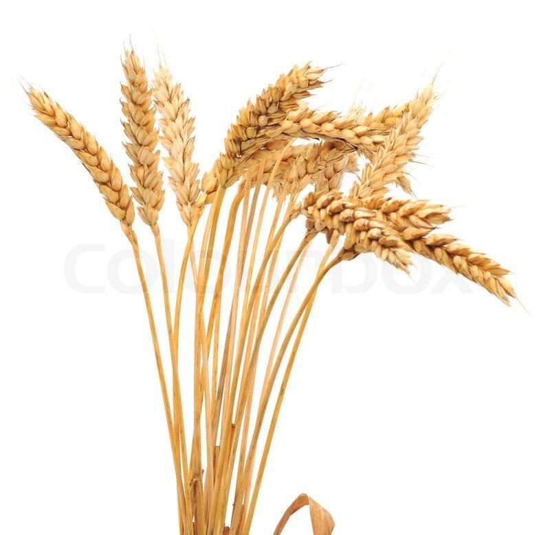 Isolated bunch of wheat | Stock image | Colourbox