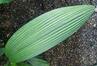 Dicot or Monocot? How to Tell the Difference