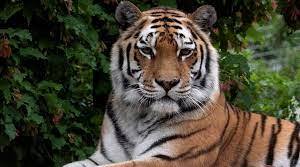 Tigers. Adverbs of manner. A-1 Level