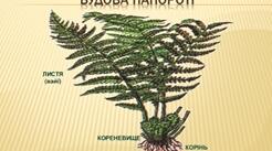 Вищі спорові рослини. Біологія. 6 клас