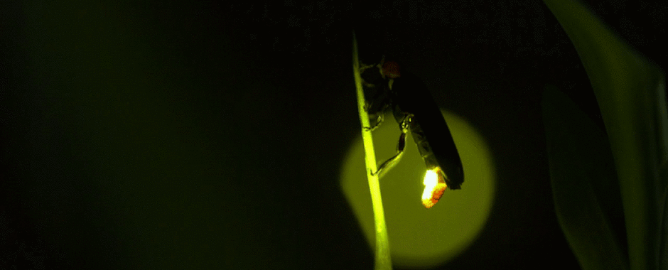 0200tluu-6aa6-940x380.gif
