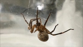 0200tlwp-278d-683x384.gif