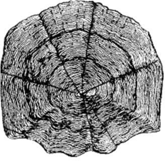 0200tnx8-6a67-334x325.png