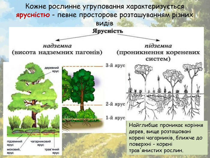 Презентація "Рослинні угруповання"