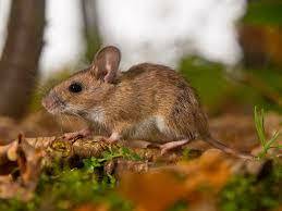 Цікаві факти про мишей🐁🐁🐁 🐭... - ДП "Роменський лісгосп" | Facebook