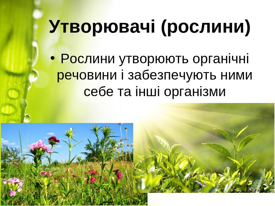 Утворювачі (рослини) Рослини утворюють органічні речовини і забезпечують ними себе та інші організми