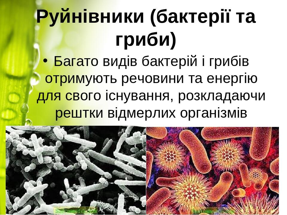 Руйнівники (бактерії та гриби) Багато видів бактерій і грибів отримують речовини та енергію для свого існування, розкладаючи рештки відмерлих орган...