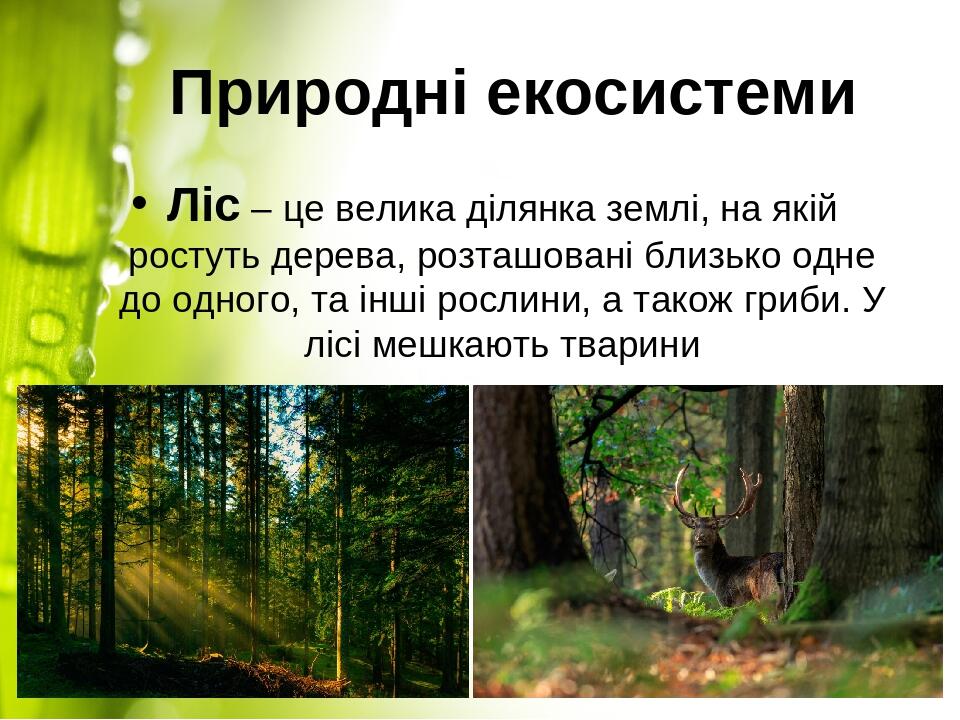 Природні екосистеми Ліс – це велика ділянка землі, на якій ростуть дерева, розташовані близько одне до одного, та інші рослини, а також гриби. У лі...