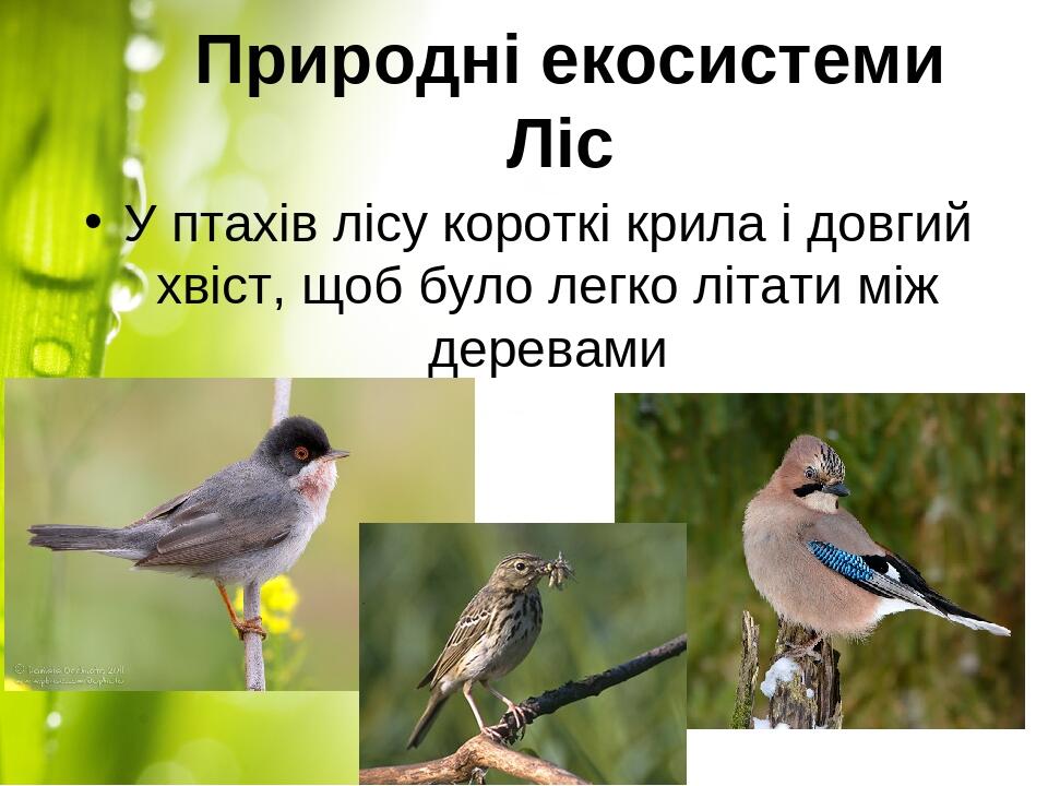 Природні екосистеми Ліс У птахів лісу короткі крила і довгий хвіст, щоб було легко літати між деревами