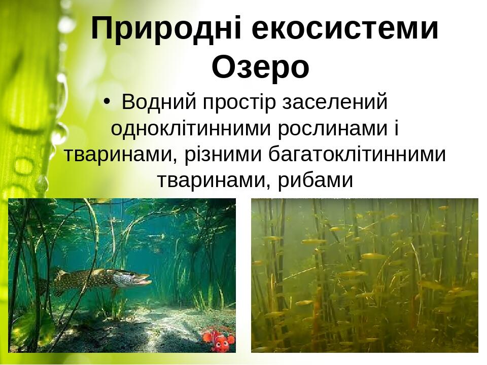 Природні екосистеми Озеро Водний простір заселений одноклітинними рослинами і тваринами, різними багатоклітинними тваринами, рибами