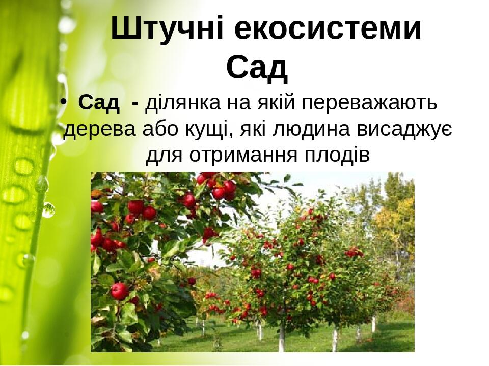 Штучні екосистеми Сад Сад - ділянка на якій переважають дерева або кущі, які людина висаджує для отримання плодів