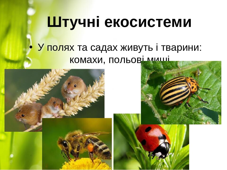 Штучні екосистеми У полях та садах живуть і тварини: комахи, польові миші