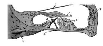 0200tql2-57d6-343x153.jpg