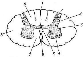 0200tt3h-4643-290x200.jpg