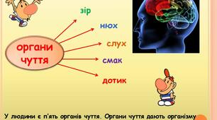 Узагальнення та систематизація знань з теми :" Сенсорні системи"