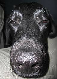 Schnauze - Wikiwand