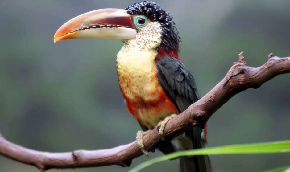 Schnabelformen der Vögel - Wildvogelhilfe.org