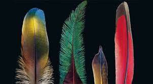 Ein Wunder der Evolution: Wie die Natur die Feder erfand | National Geographic