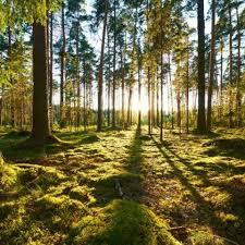 Der Wald – seine Bedeutung und Möglichkeiten | ReiseMeise