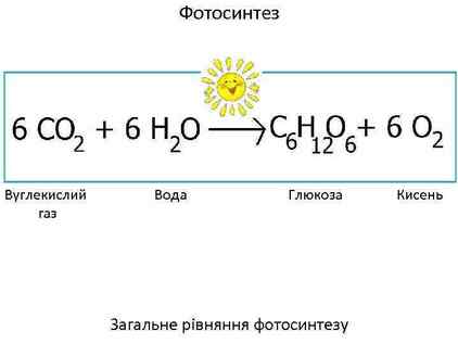 Хемосинтез і фотосинтез Хемосинтез Черви які