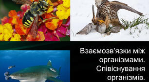 Взаємозв'язки між організмами. Співіснування й угруповання організмів