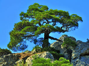 СОСНА КРЫМСКАЯ ПАЛЛАСА (PINUS NIGRA PALLASIANA) – НКО "NORD-NUC"