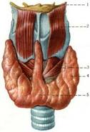 Щитоподібна залоза (glandula thyroidea) | Ендокринні залози | Анатомія людини
