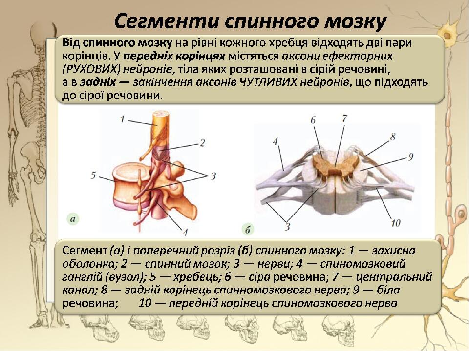Презентація "Будова і функції спинного мозку" | Презентація. Біологія