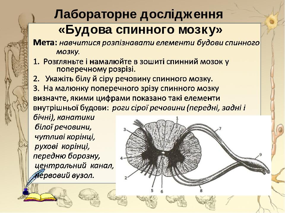 Лабораторне дослідження «Будова спинного мозку»