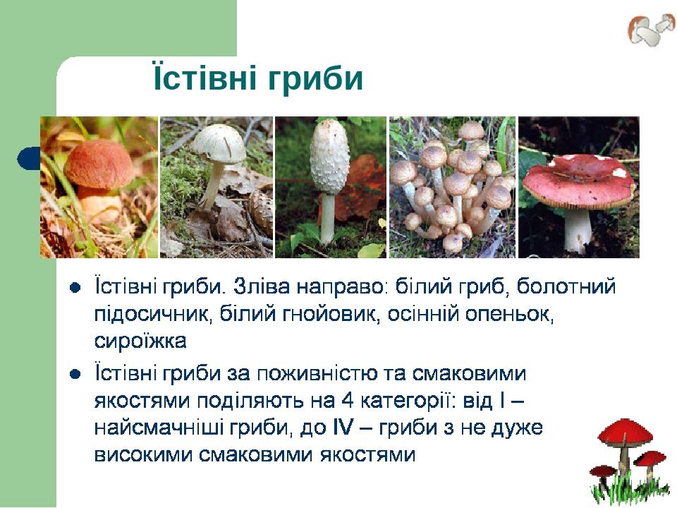 Їстівні гриби