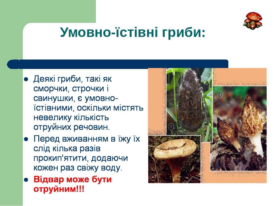 Умовно-їстівні гриби:
