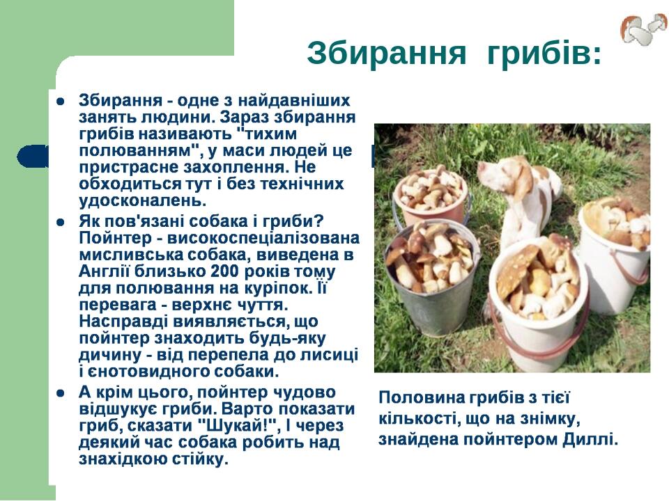 Збирання грибів: