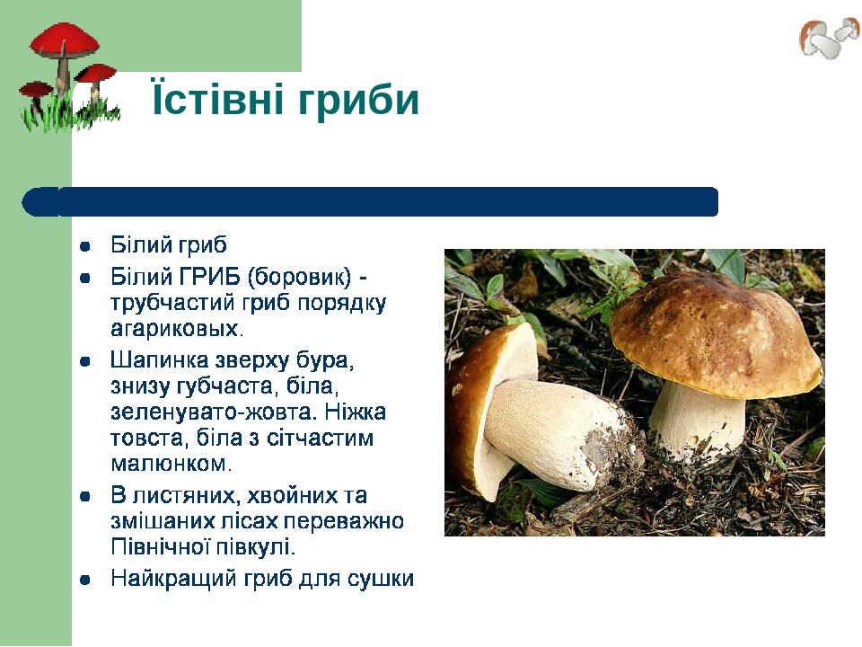 Їстівні гриби