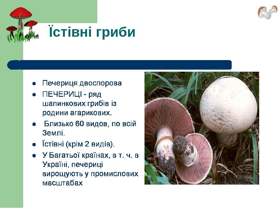Їстівні гриби