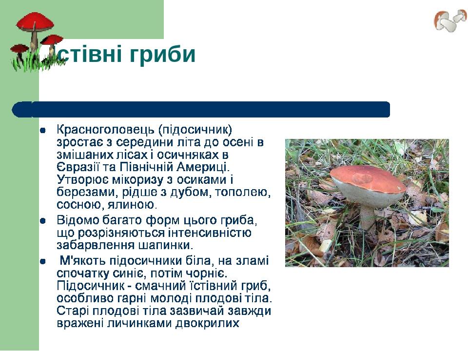 Їстівні гриби