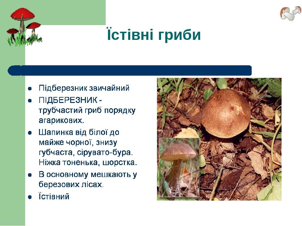Їстівні гриби