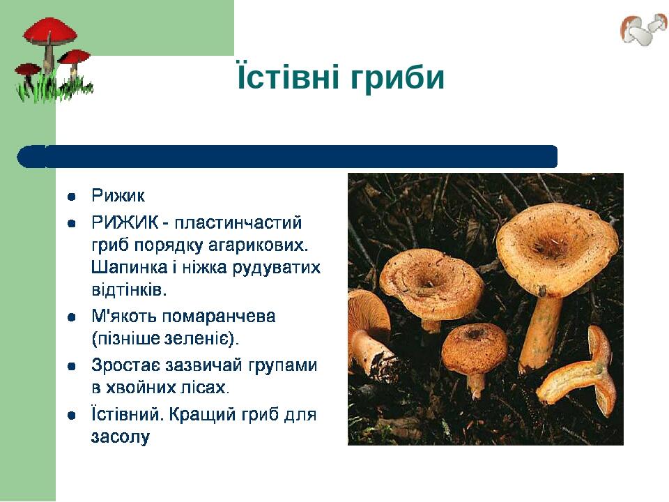 Їстівні гриби