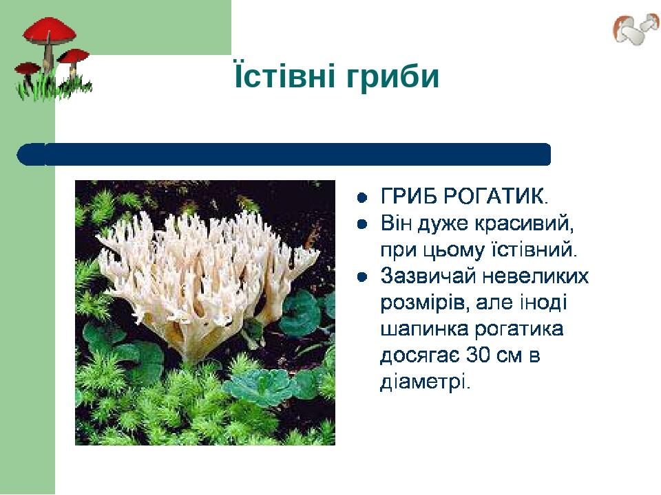 Їстівні гриби